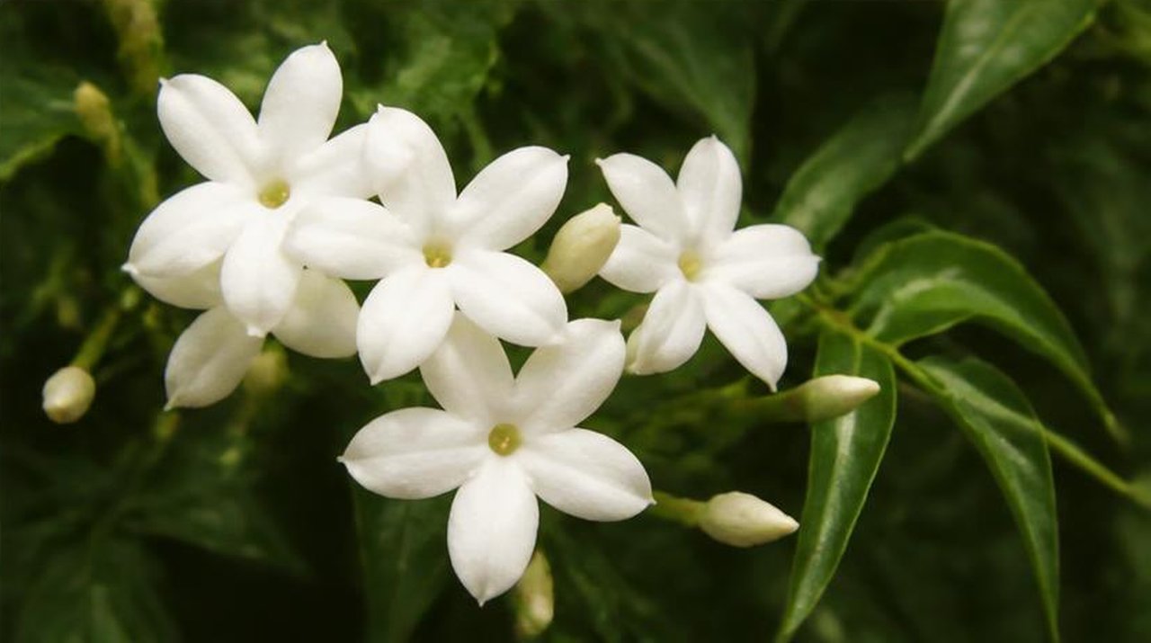 Jasmine grandiflorum absolute