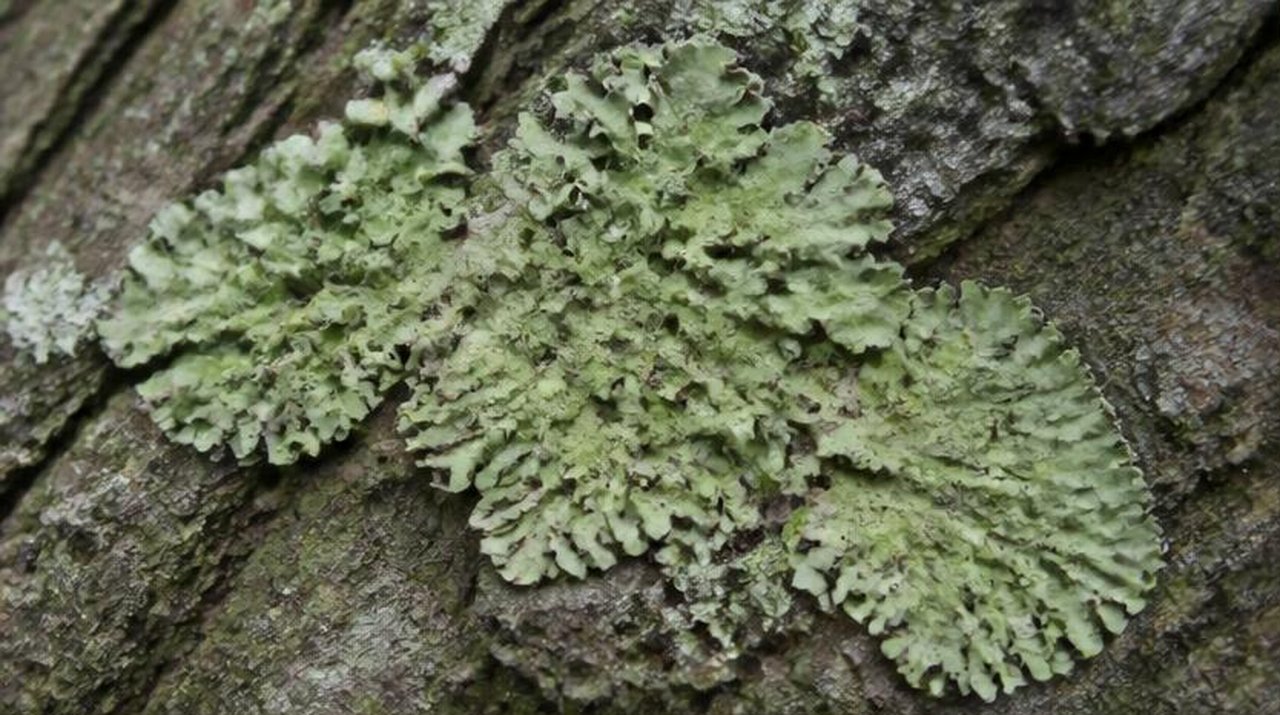 Moss on rock