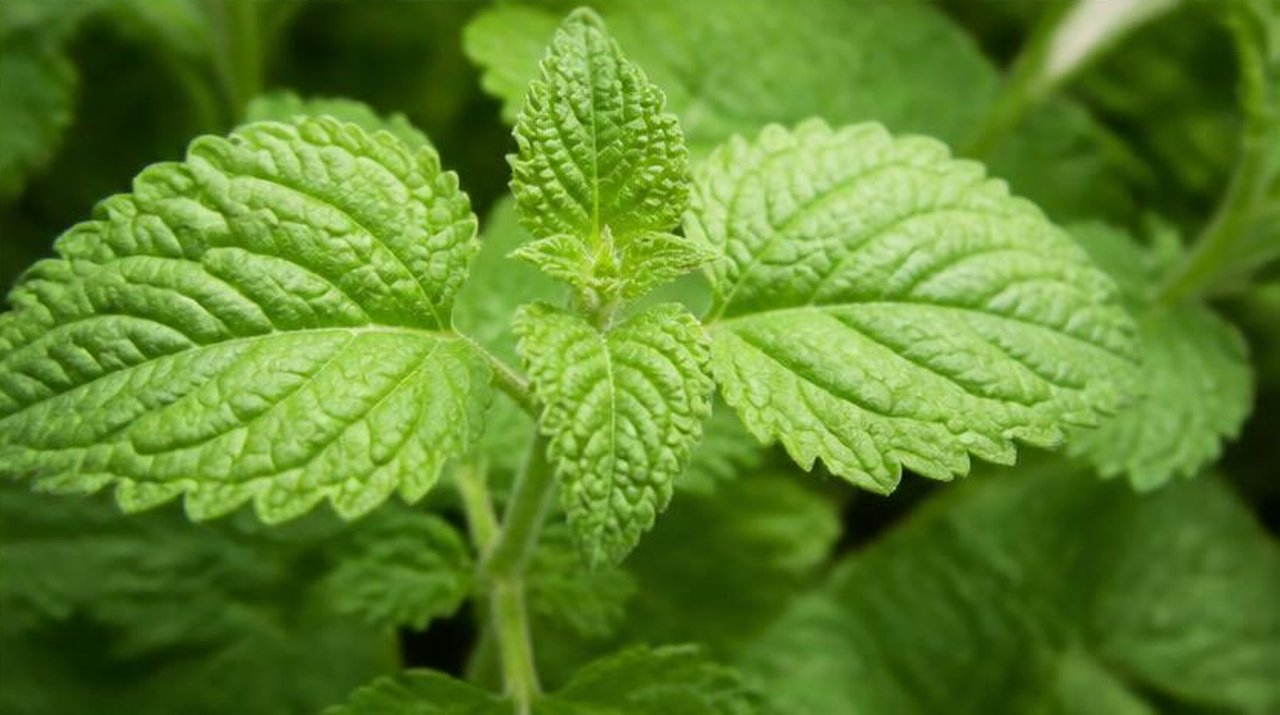 Patchouli leaves